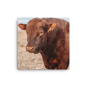 Red Angus Bull Canvas