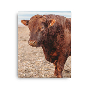 Red Angus Bull Canvas