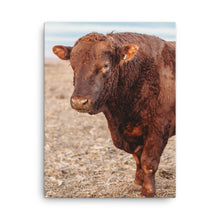 Load image into Gallery viewer, Red Angus Bull Canvas